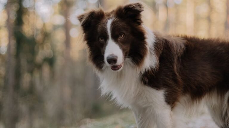 Quelle Taille De Chien Choisir Avoir Un Chien