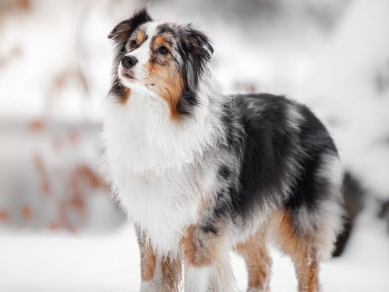 Berger Australien Caractère Prix Santé And Alimentation Avoir Un Chien