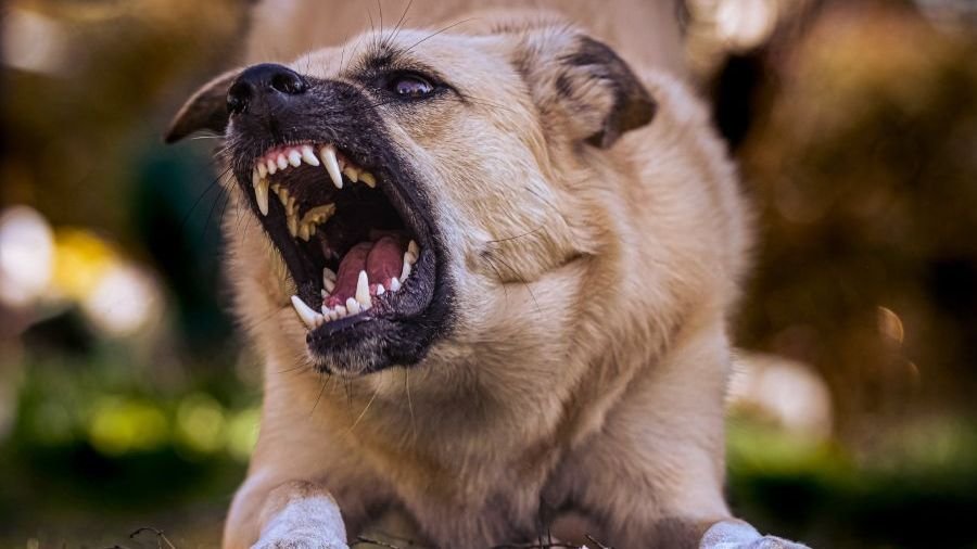 catégories chiens dangereux