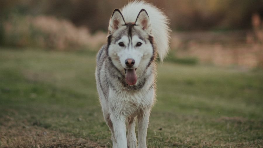 taille chien choisir