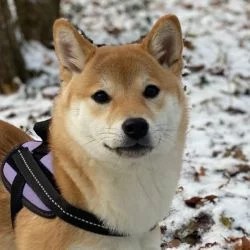 Shiba Inu