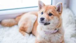 comment préparer arrivée chiot