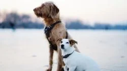 taille chien choisir