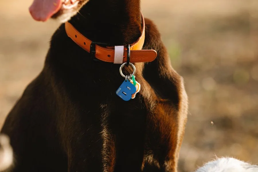 Nom chien par lettre V W X Y Z - Avoir un chien
