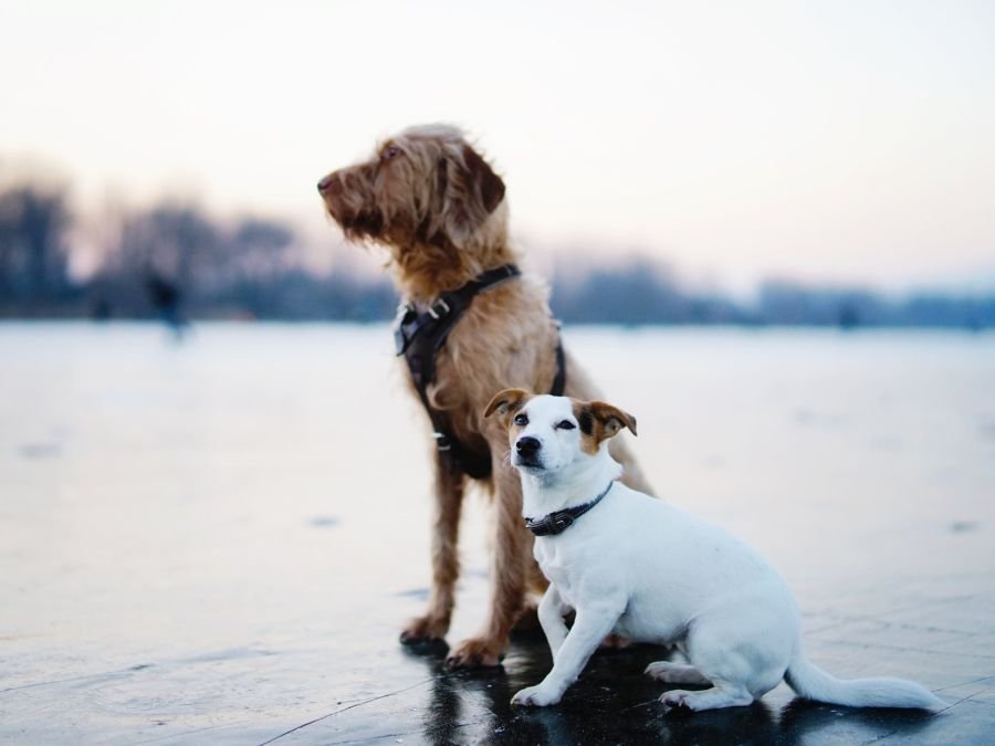 taille chien choisir