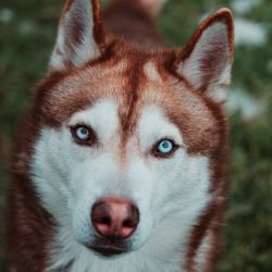 Husky caractère prix