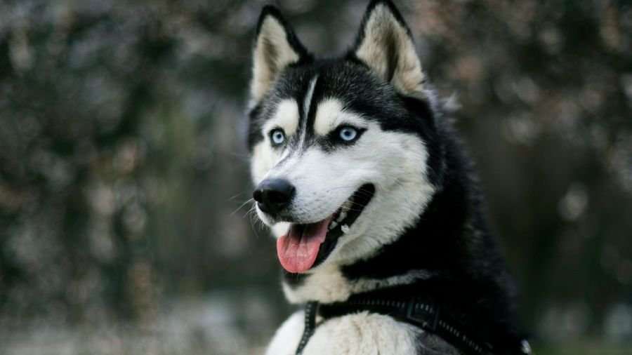 Husky caractère prix