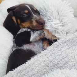 Teckel caractère prix