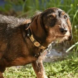 Teckel caractère prix