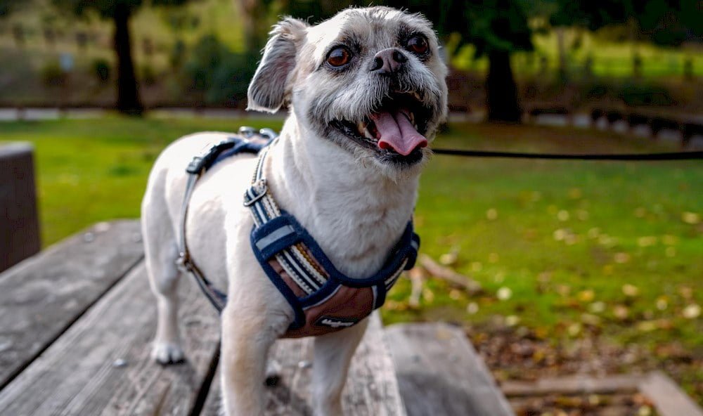 Un chien portant un harnais