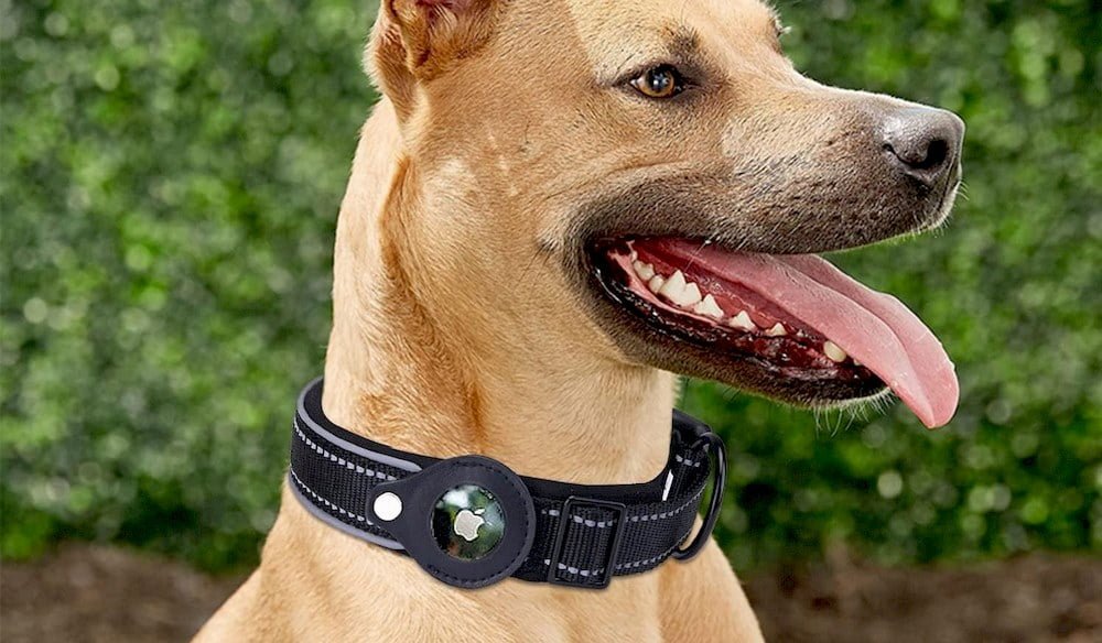 Un chien portant un collier avec un traceur GPS Airtag