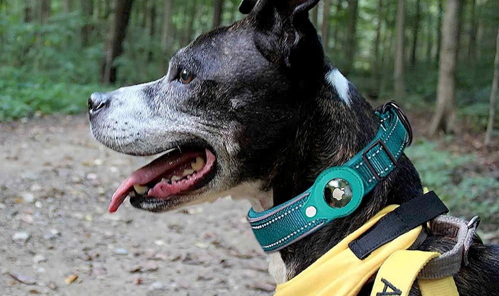 Un chien portant un collier avec un traceur GPS Airtag