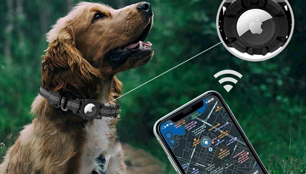 Un chien portant un collier avec un traceur GPS Airtag