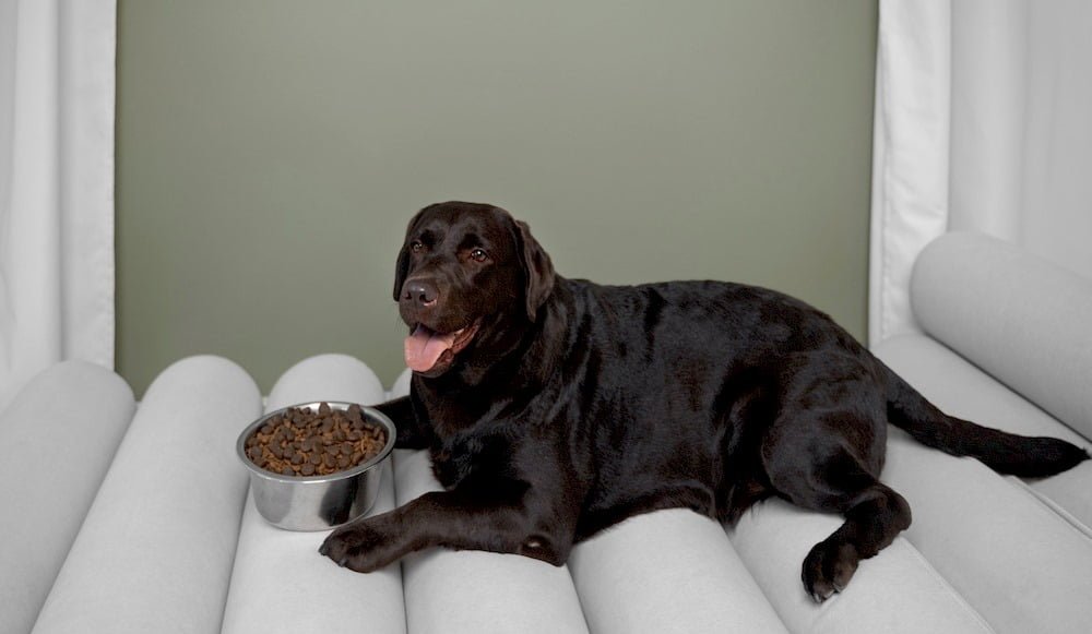 Un chien avec ses aliments