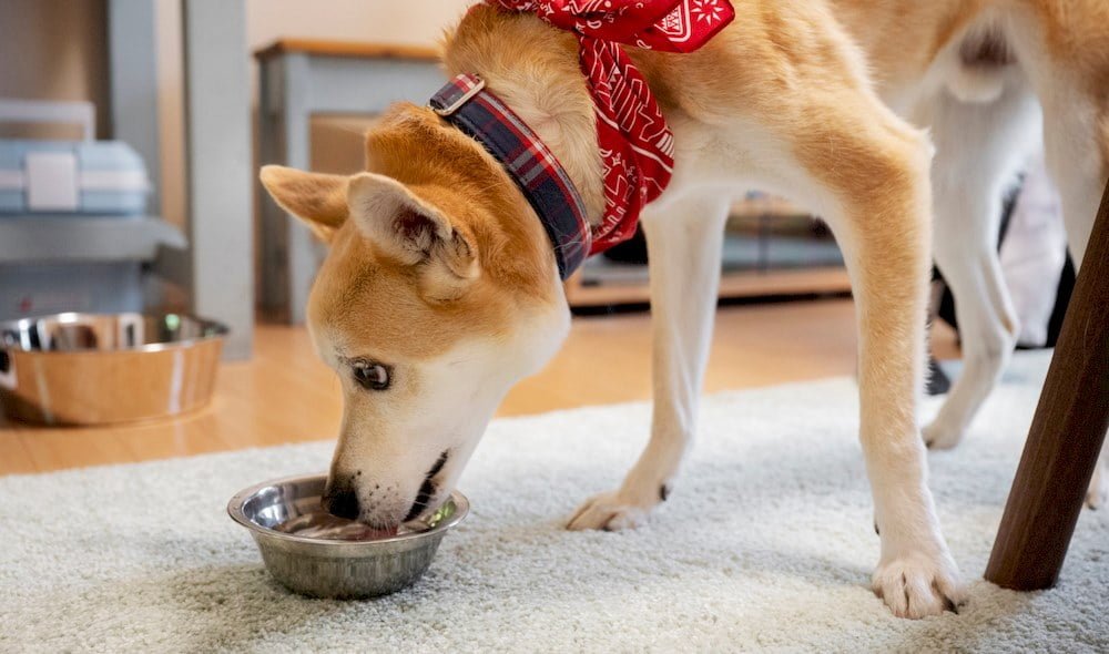 Un chien mangeant des aliments