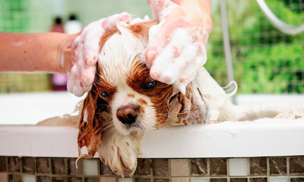 Quelqu'un lavant son chien