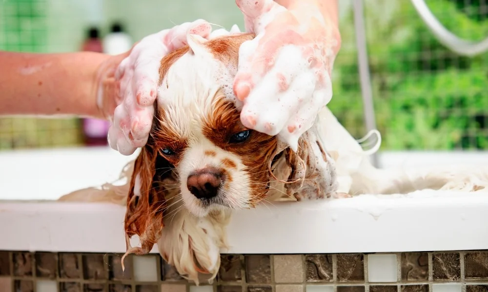 Quelqu'un lavant son chien