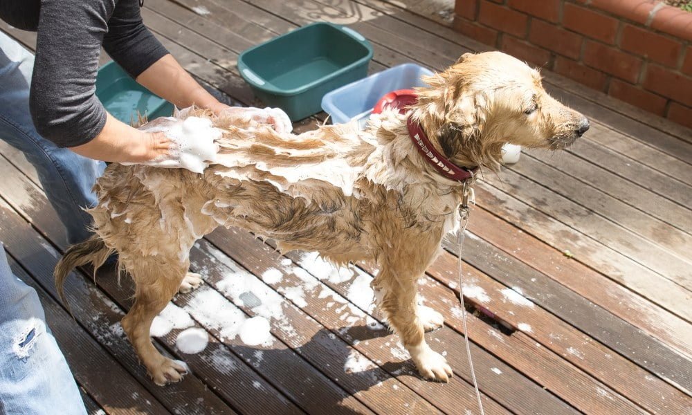 Quelqu'un lavant son chien