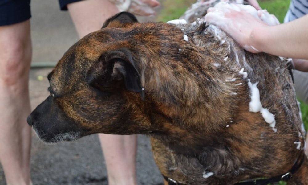 Quelqu'un lavant son chien