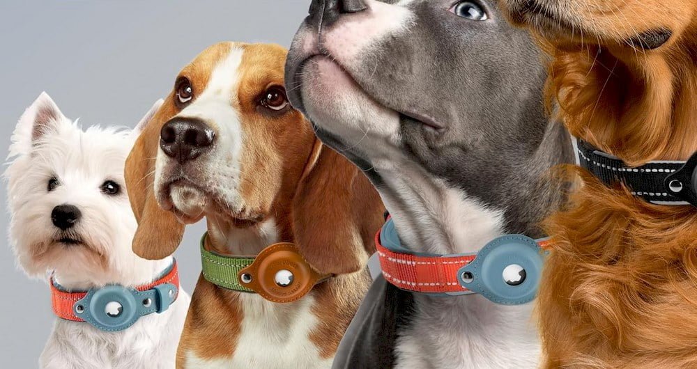 Des chiens avec collier Airtag