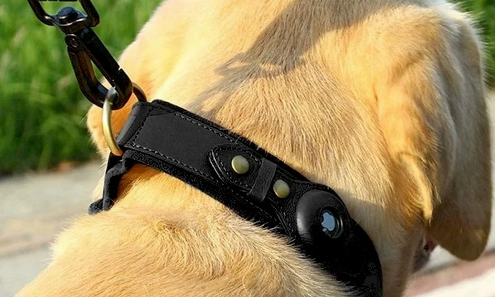 Un chien portant un collier Airtag