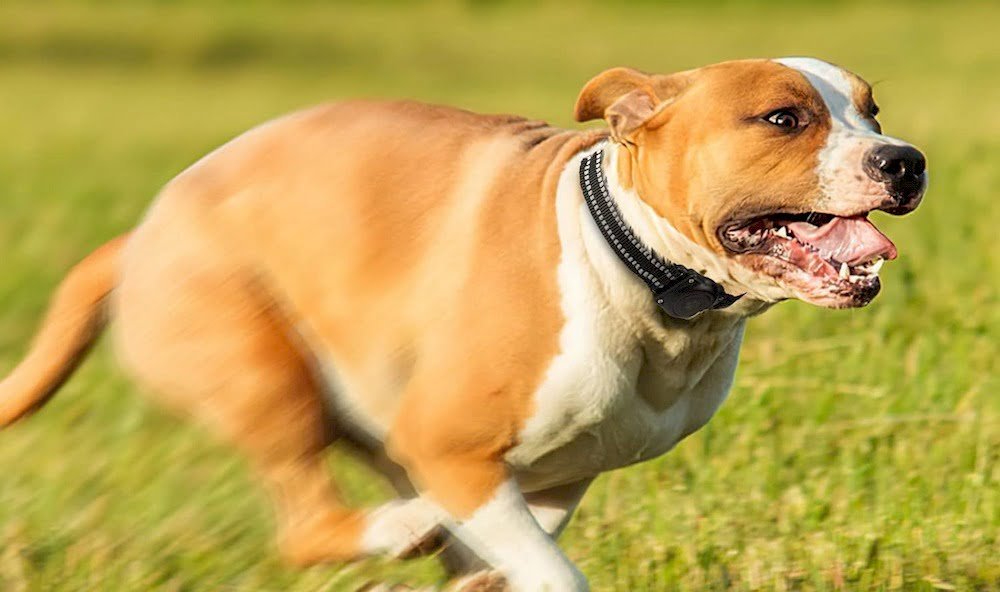 Un chien portant un collier Airtag