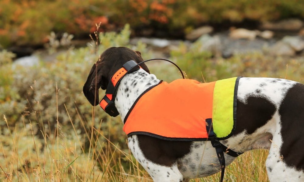 Un chien portant un collier Garmin TT15