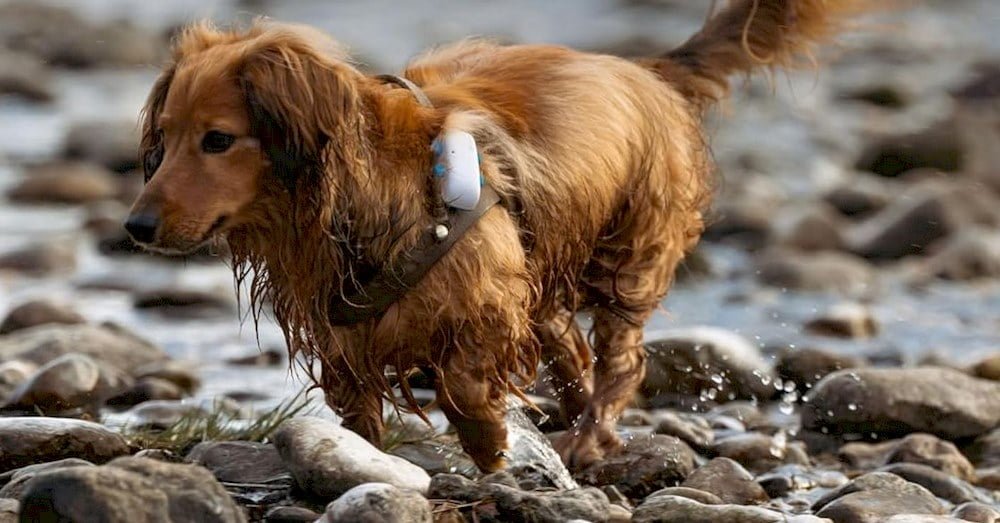 Un chien portant un collier GPS Tractive