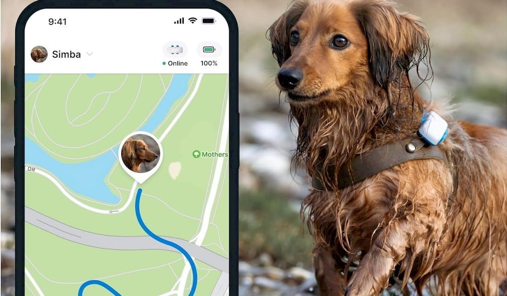 Un chien portant un collier GPS Tractive