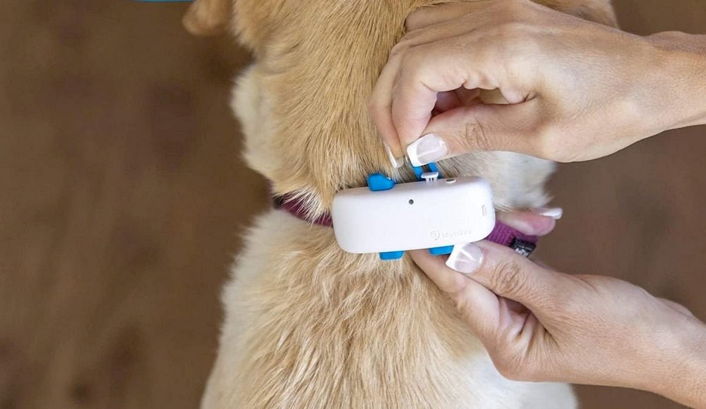 Quelqu'un attachant un GPS Tractive sur le collier de son chien