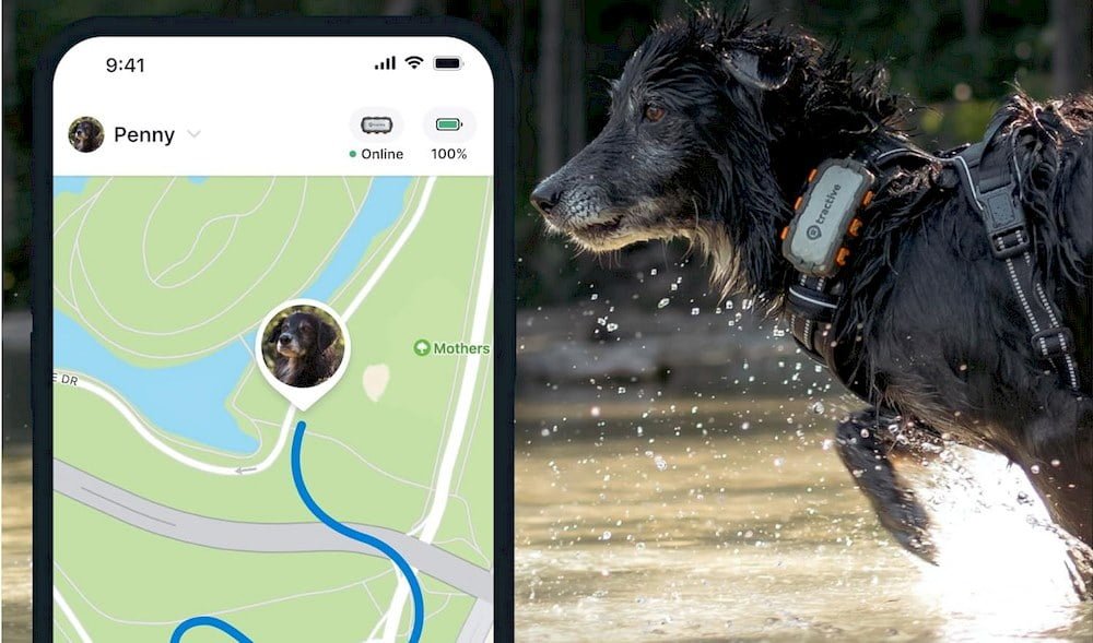 Un chien portant un collier GPS Tractive