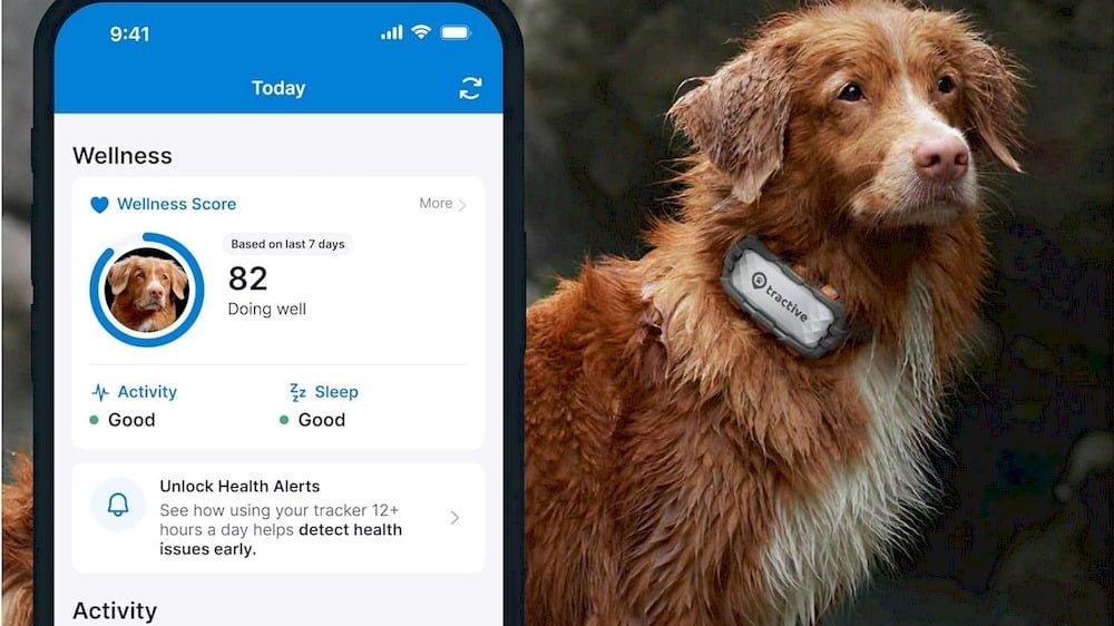 Un chien portant un collier GPS Tractive