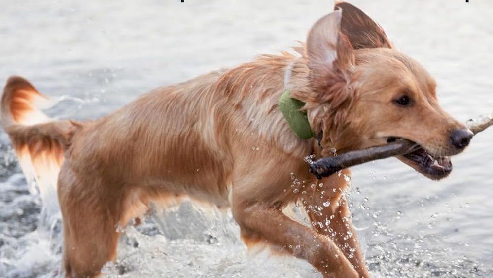 Un chien portant un collier GPS Weenect Dog 2