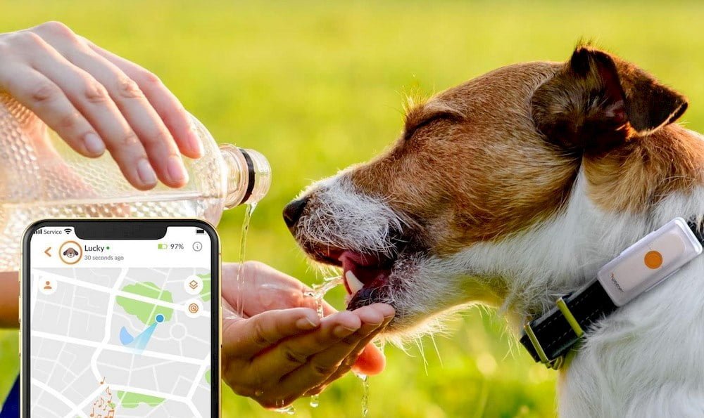 Un chien portant un collier GPS Weenect Dog 2