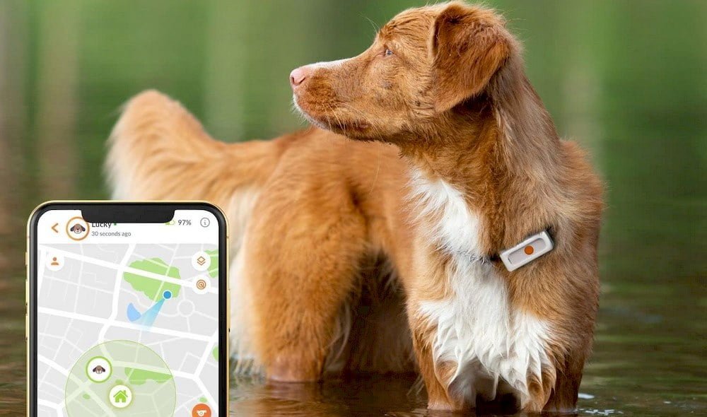 Un chien portant un collier GPS Weenect Dog 2