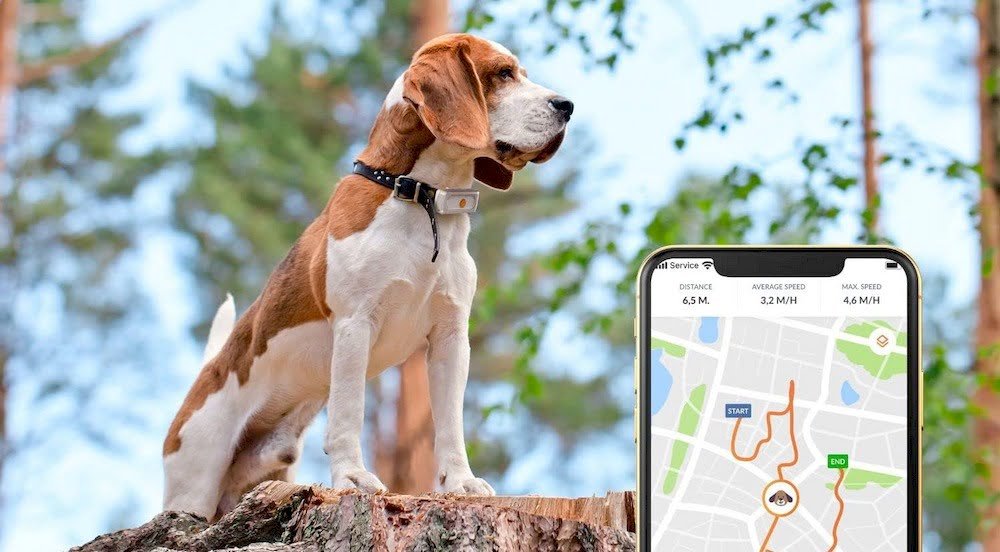 Un chien portant un collier GPS Weenect Dog 2