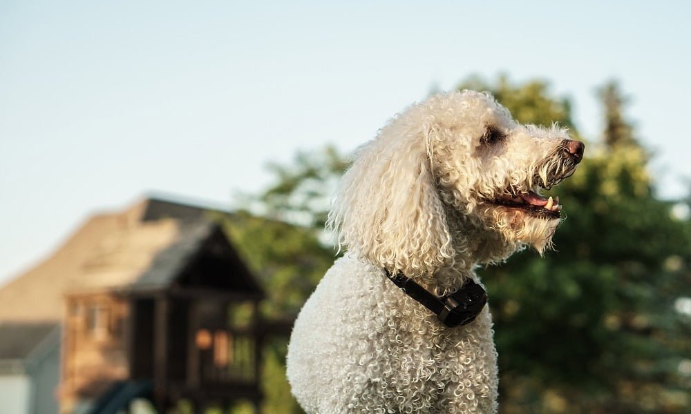 Un chien portant un collier anti-aboiement