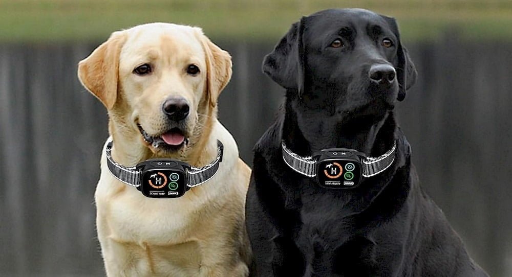 Deux chiens portant un collier anti-aboiement