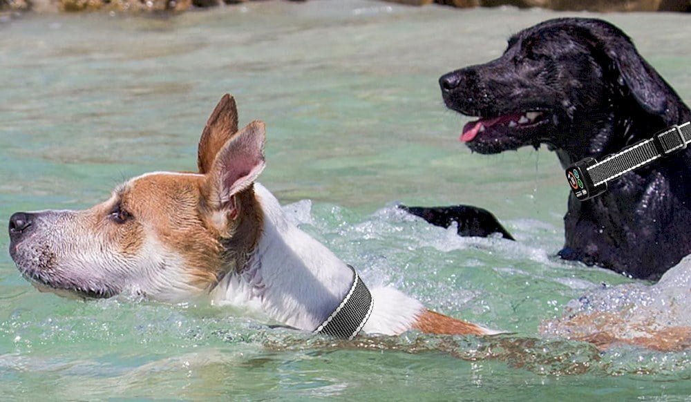 Deux chiens nageant avec leur collier anti-aboiement