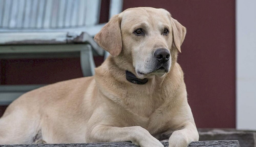 Un chien portant un collier anti-aboiement