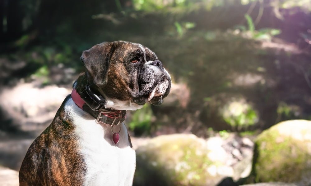 Gros chien portant un collier anti-aboiement