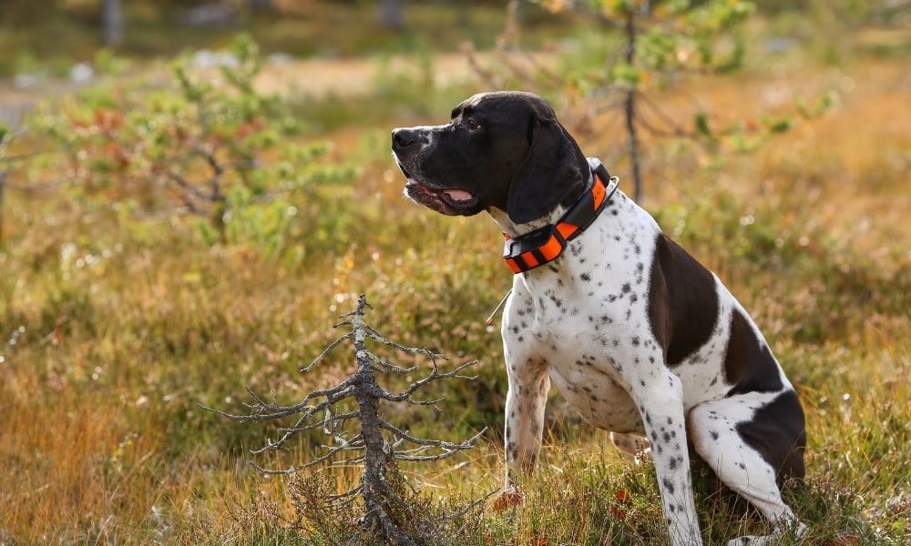 Gros chien portant un collier anti-aboiement