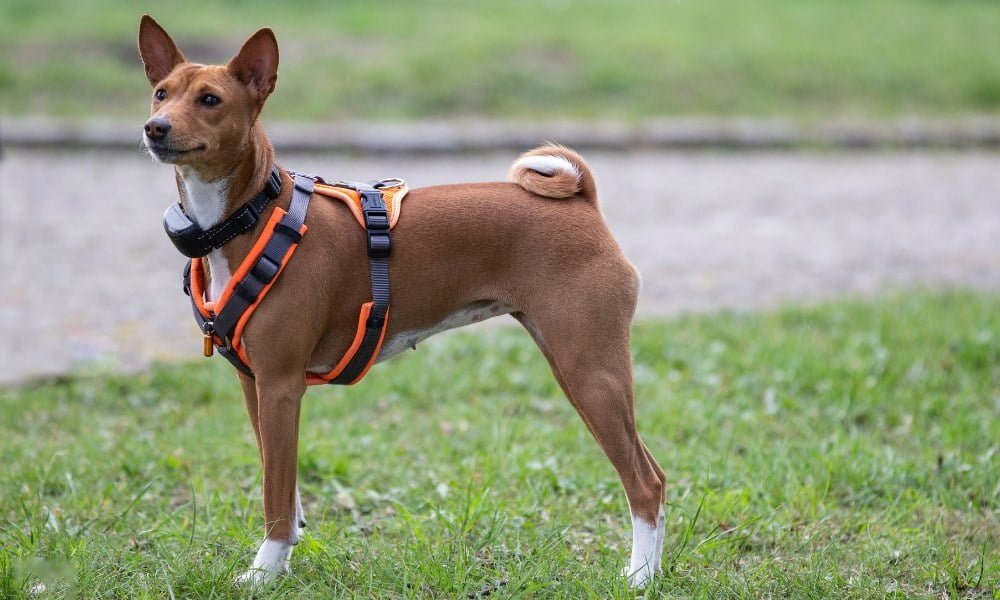 Gros chien portant un collier anti-aboiement