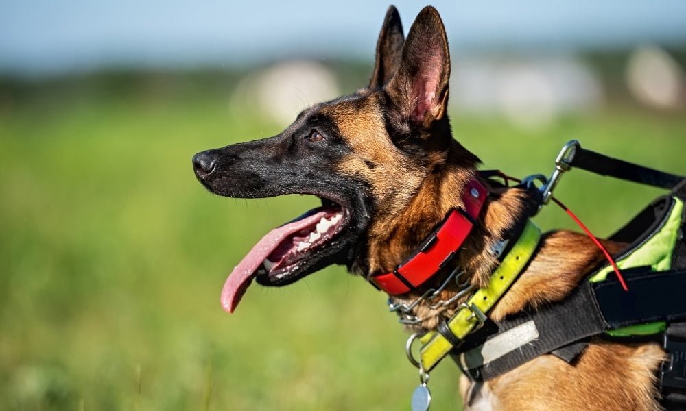 Gros chien portant un collier anti-aboiement