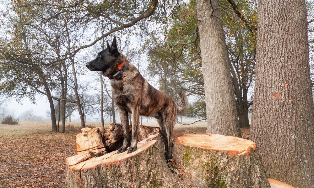 Gros chien portant un collier anti-aboiement