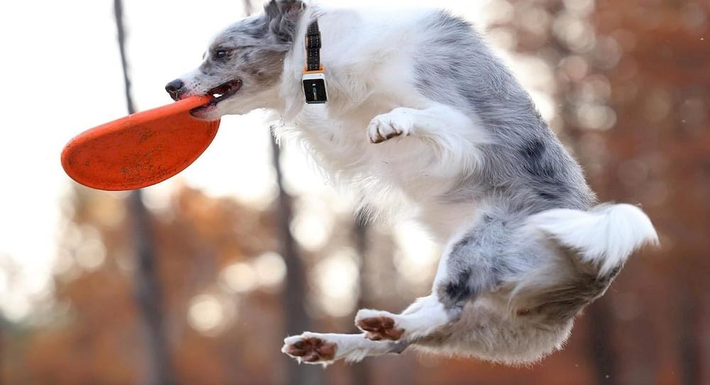 Un chien portant un collier GPS avec abonnement