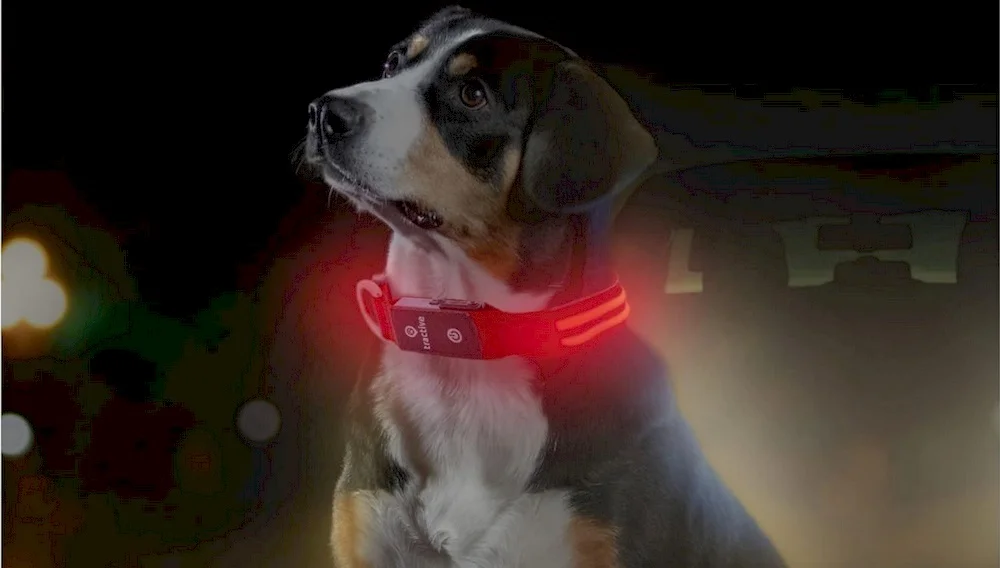 Un chien portant un collier GPS avec abonnement