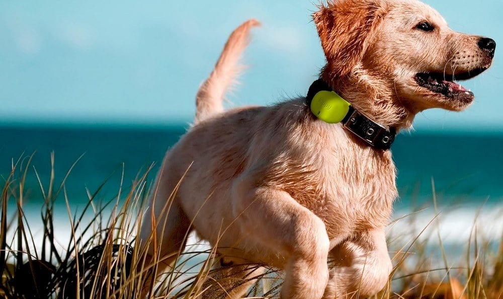 Un chien portant un collier GPS avec abonnement