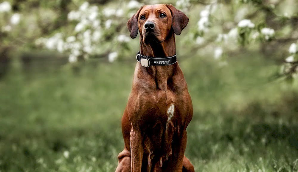 Un chien portant un collier GPS avec abonnement