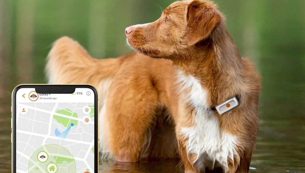 Un chien portant un collier GPS avec abonnement